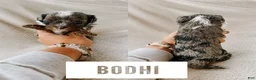 Cavapoo dogs for sale: Bodhi  - Ad 1
