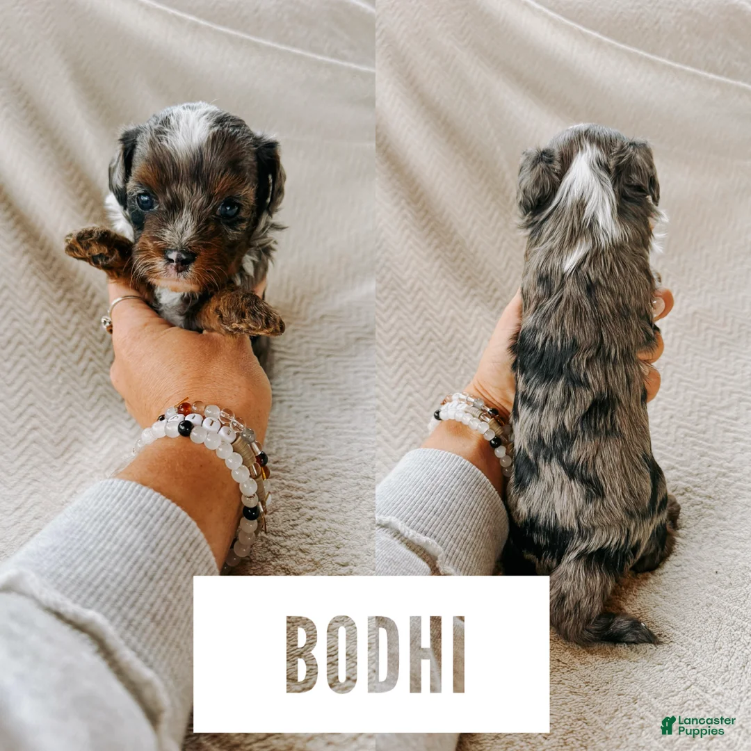 Cavapoo dogs for sale: Bodhi  - Ad 1