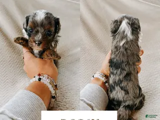 Cavapoo dogs Bodhi - Ad 14