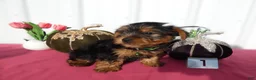 Yorkshire Terrier dogs for sale: Yorkshire Terrier 1 Oscar - Ad 3