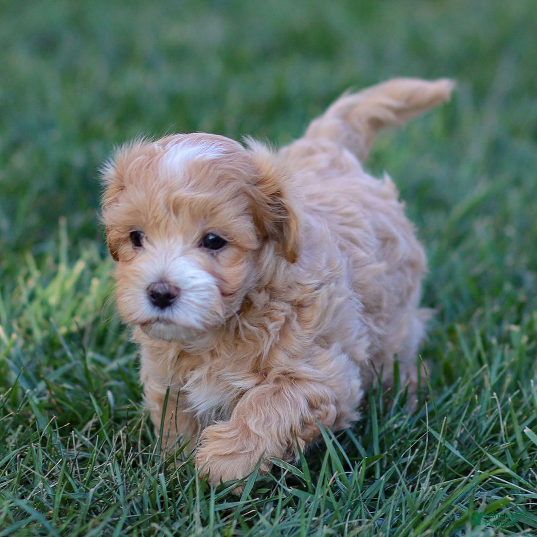 Maltipoo dogs for sale: Sparky - Ad 3