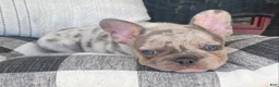 French Bulldog dogs for sale: French Bulldog 3 - Ad 3