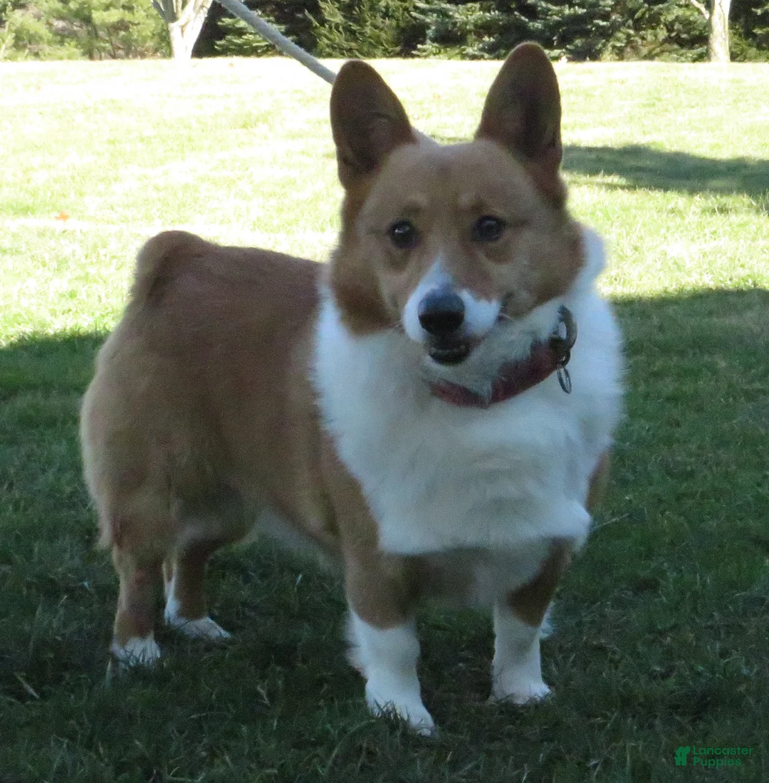 Welsh Corgi Pembroke dogs for sale: Russel - Ad 5