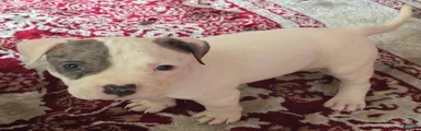 American Bully 1