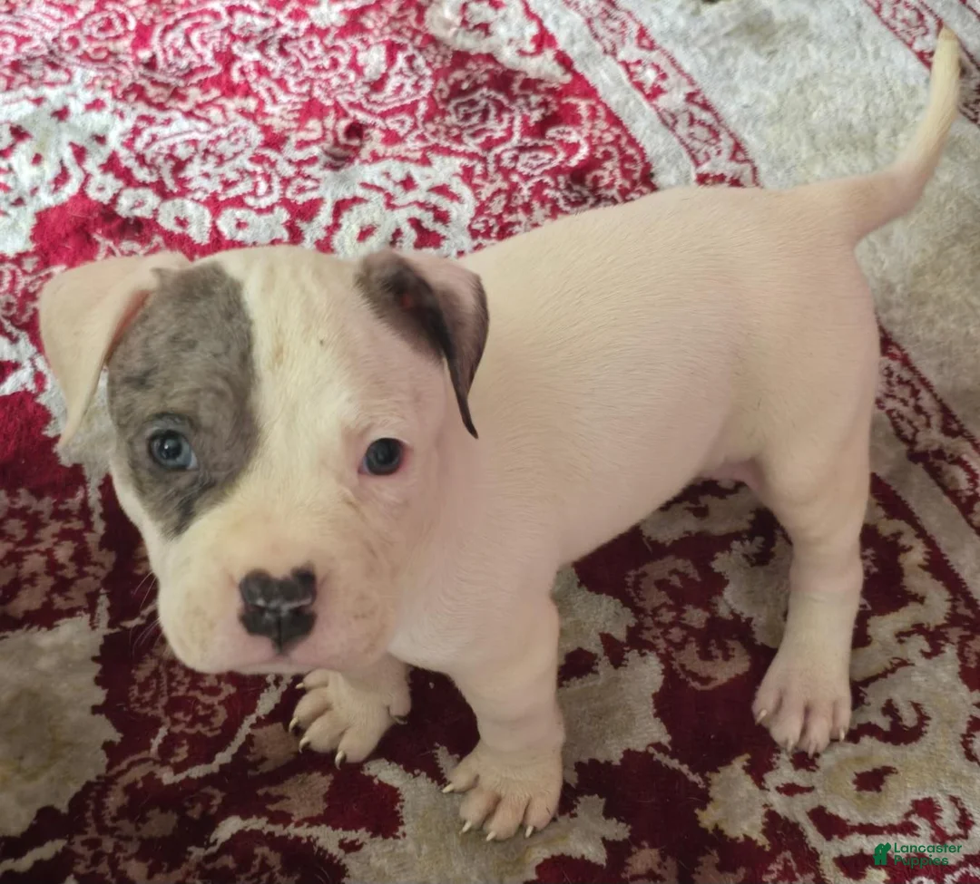 American Bully dogs for sale: American Bully 1 - Ad 1