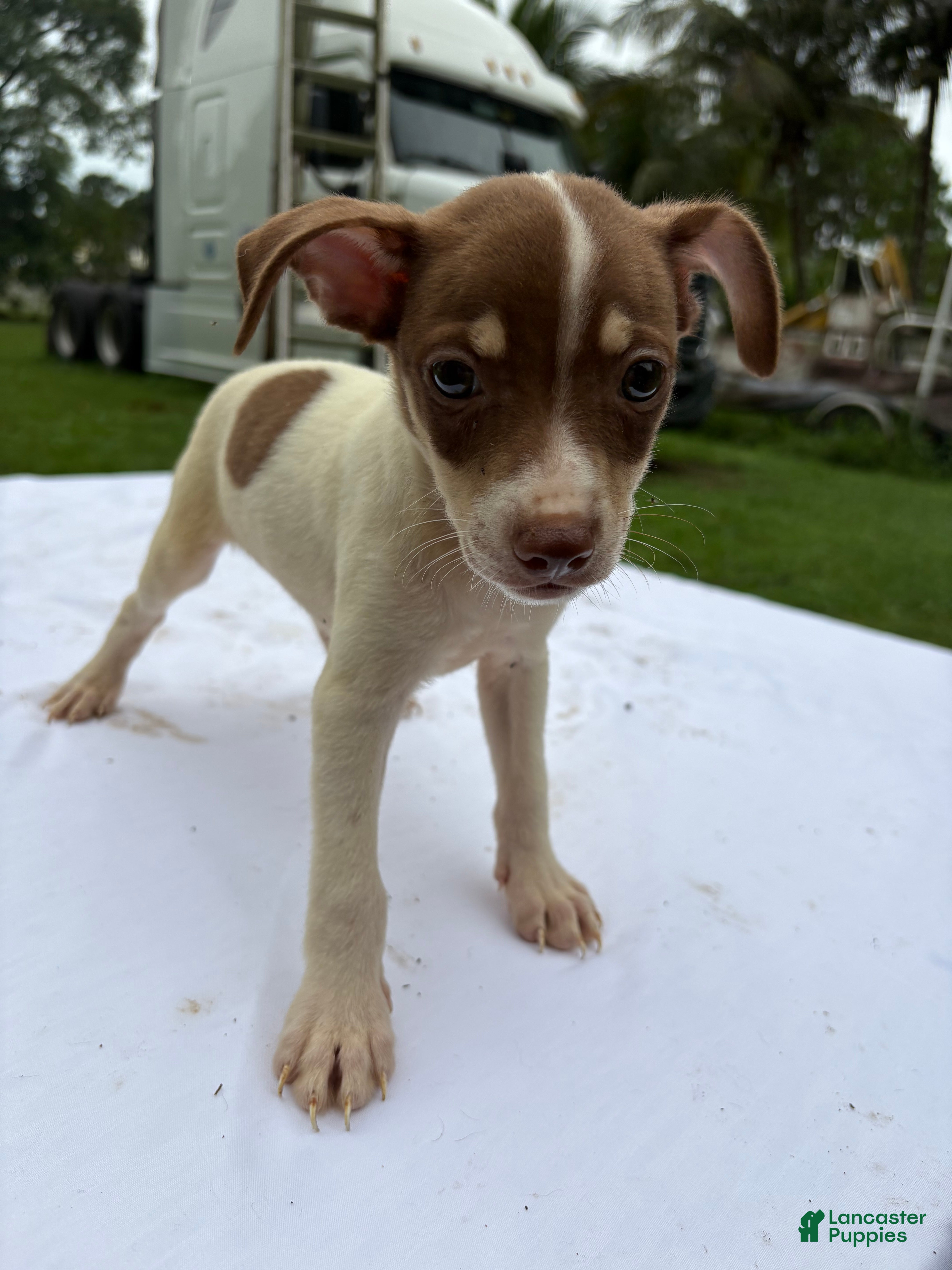 Rat Terrier