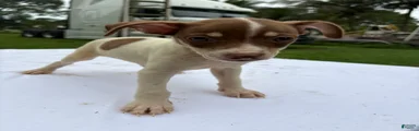 Rat Terrier 7