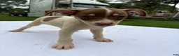 Rat Terrier dogs for sale: Rat Terrier 7 - Ad 1