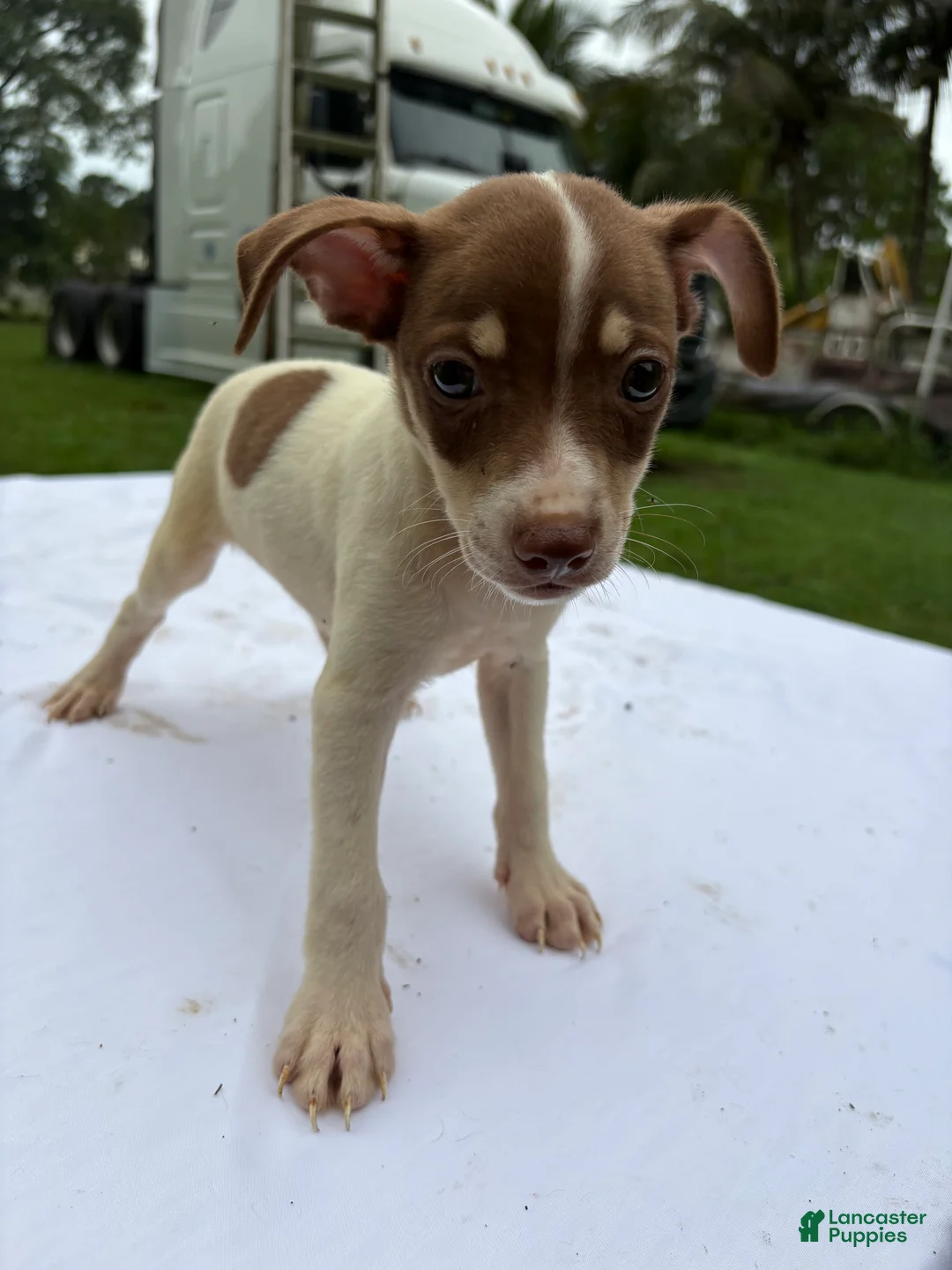 Rat Terrier dogs for sale: Rat Terrier 7 - Ad 1