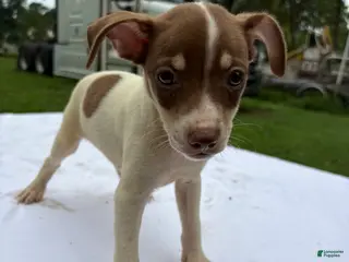 Rat Terrier dogs Rat Terrier 7 - Ad 3