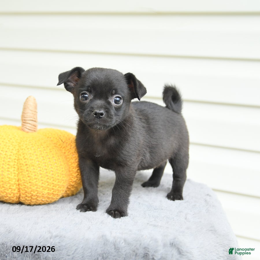 Mixed Breed dogs Sierra - Ad 2