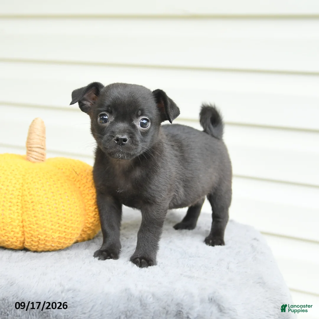 Mixed Breed dogs for sale: Sierra - Ad 2