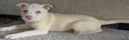Pitsky dogs for sale: Frozen - Ad 6