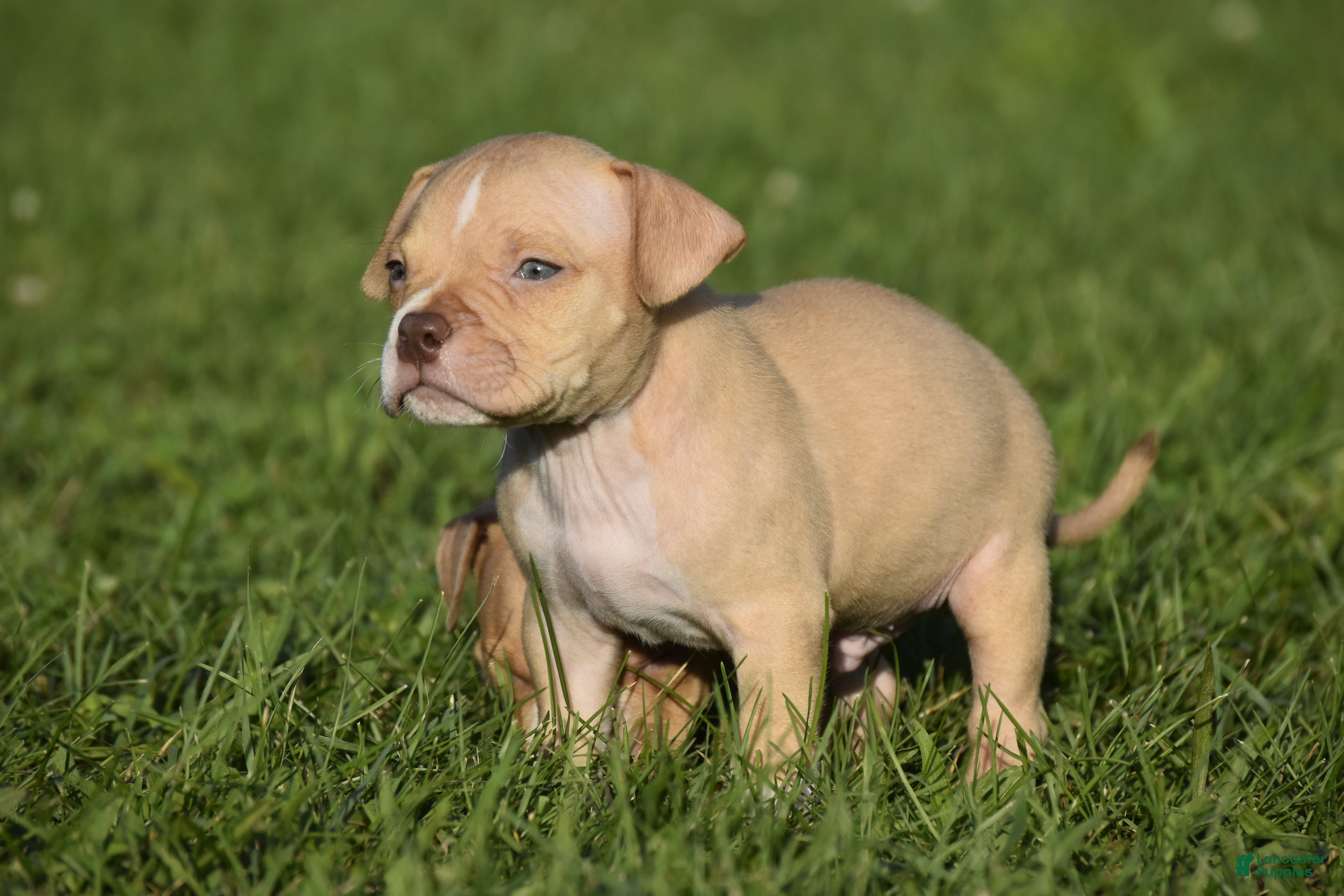 American Bully dogs American Bully 6 - Ad 4