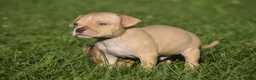 American Bully dogs for sale: American Bully 6 - Ad 1
