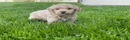 Miniature Poodle dogs for sale: Amos Miniature Poodle Puppy  - Ad 5