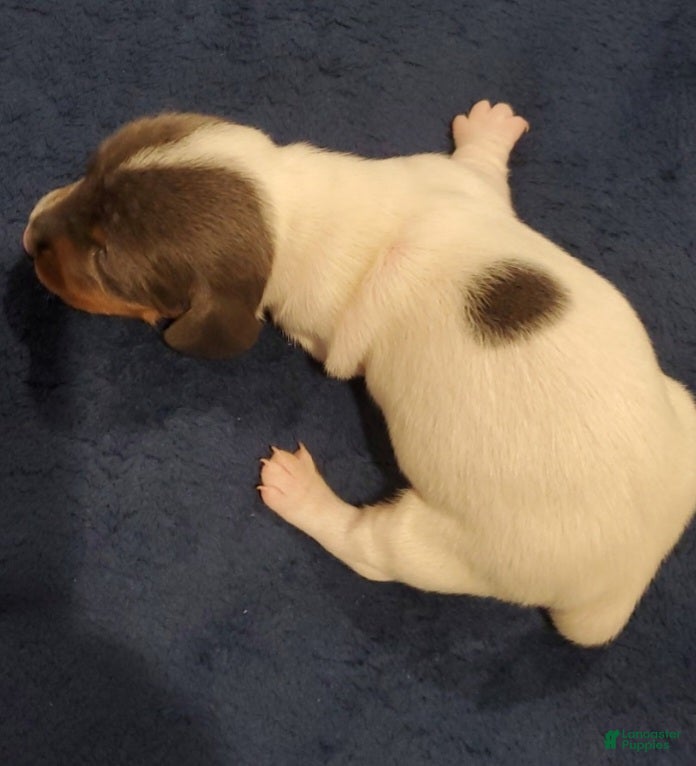 Miniature Dachshund dogs Miniature Dachshund 2 - Ad 12