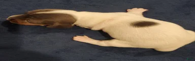 Miniature Dachshund 2