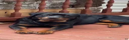 Rottweiler dogs for sale: Maxi - Ad 5