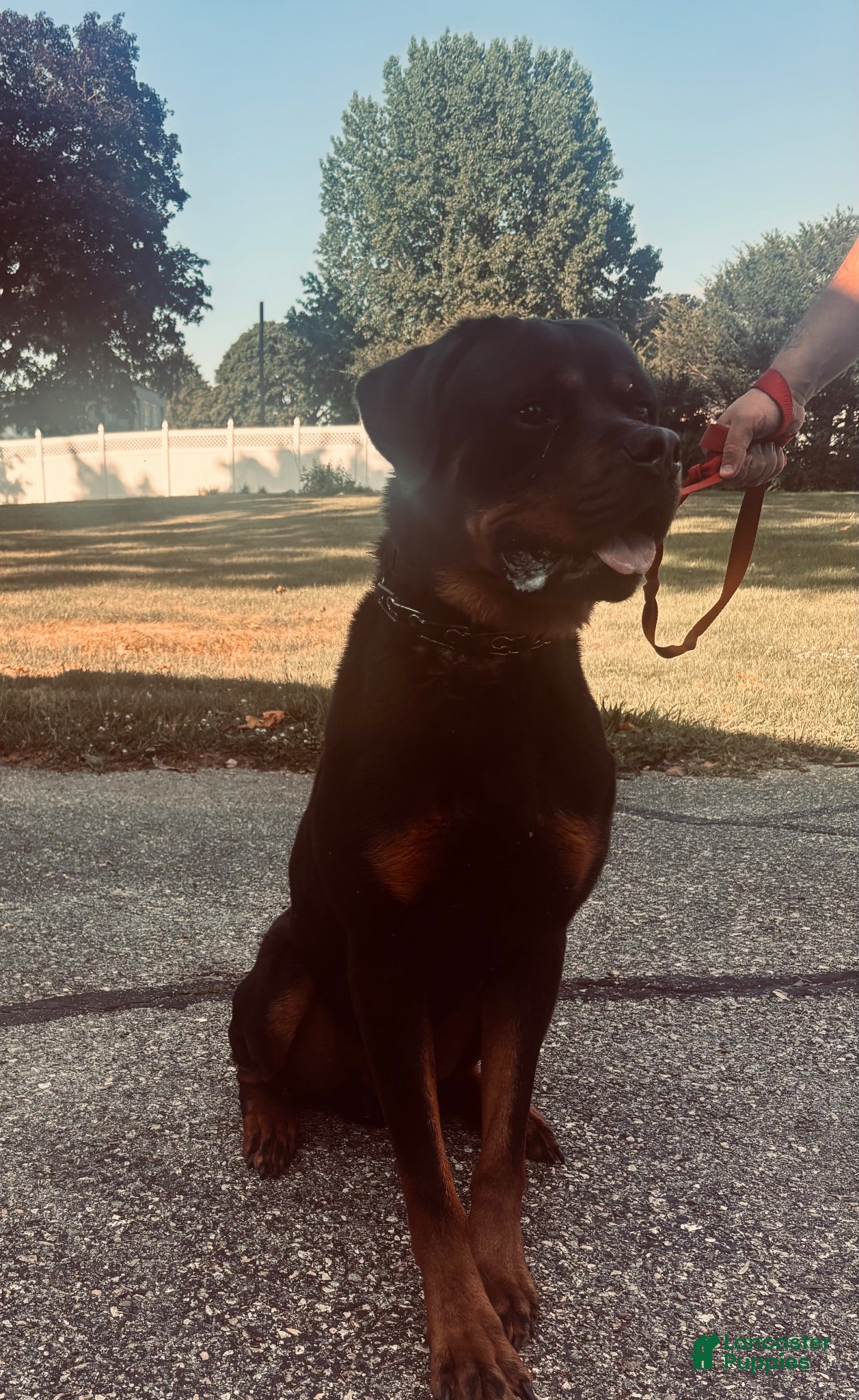 Rottweiler dogs Rex - Ad 15