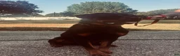 Rottweiler dogs for sale: Rex - Ad 1