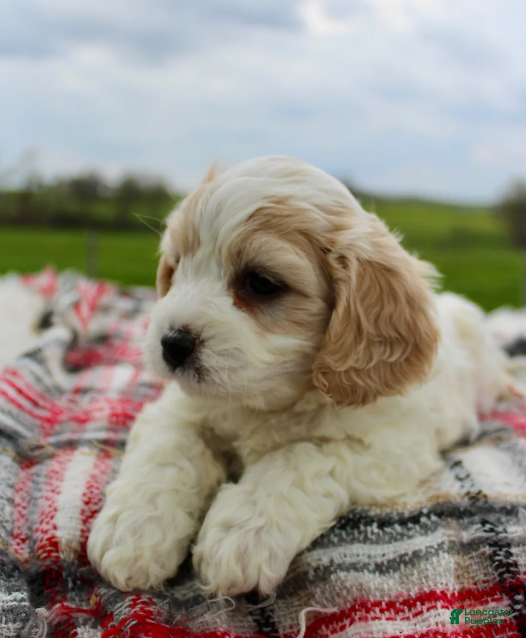 Cavachon dogs for sale: Cavachon Boy 2 - Ad 1