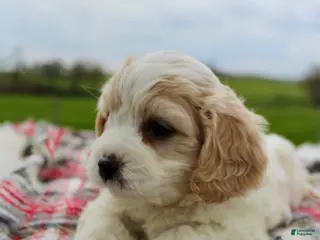Cavachon dogs Cavachon Boy 2 - Ad 5