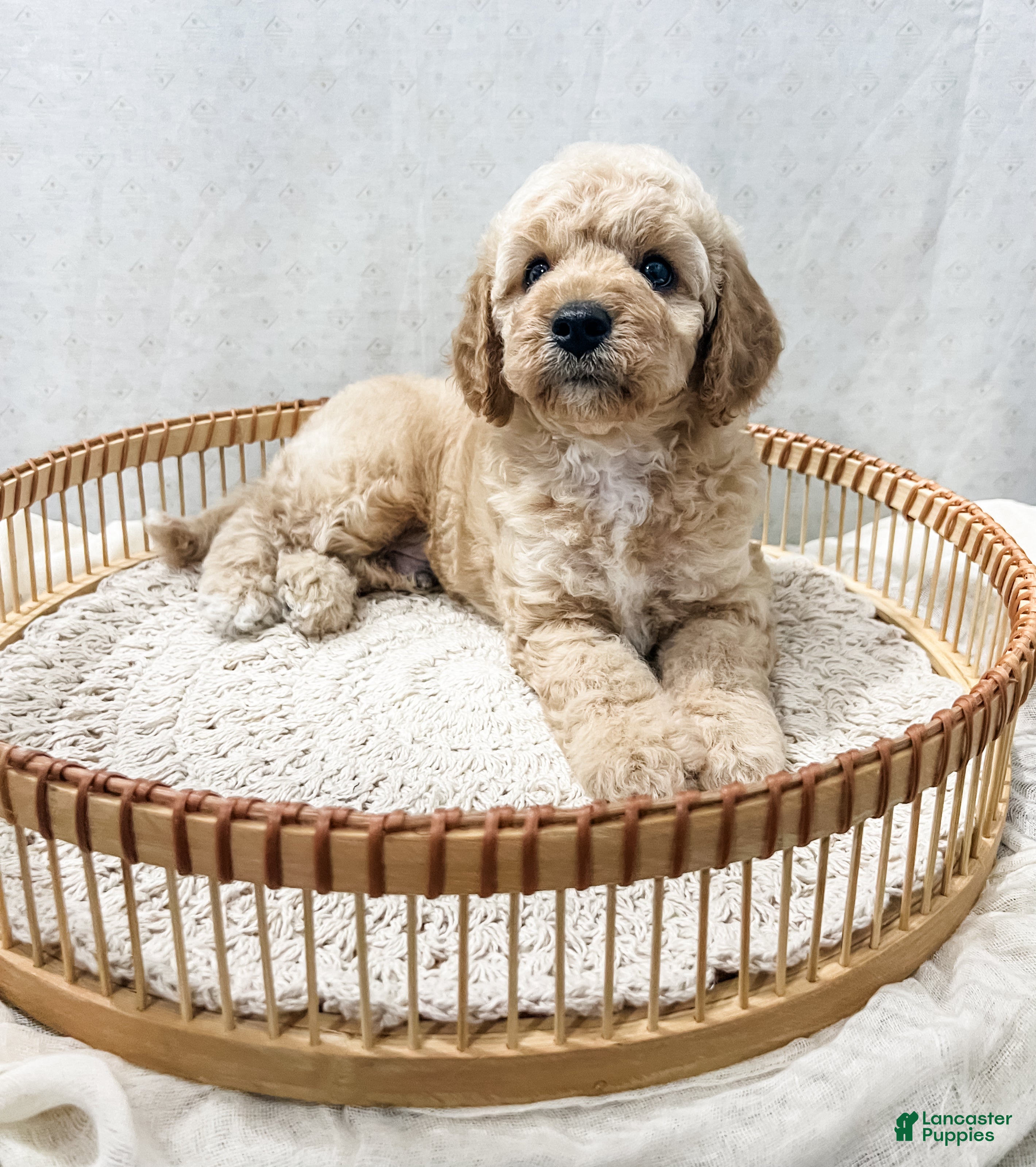 Cavapoo dogs Sammi - Ad 2