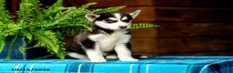 Pomsky dogs for sale: Twila - Ad 8