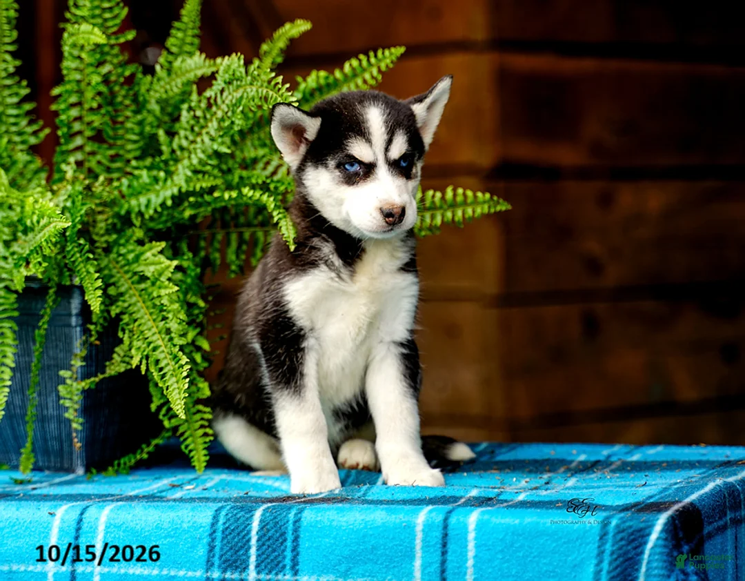 Pomsky dogs for sale: Twila - Ad 8