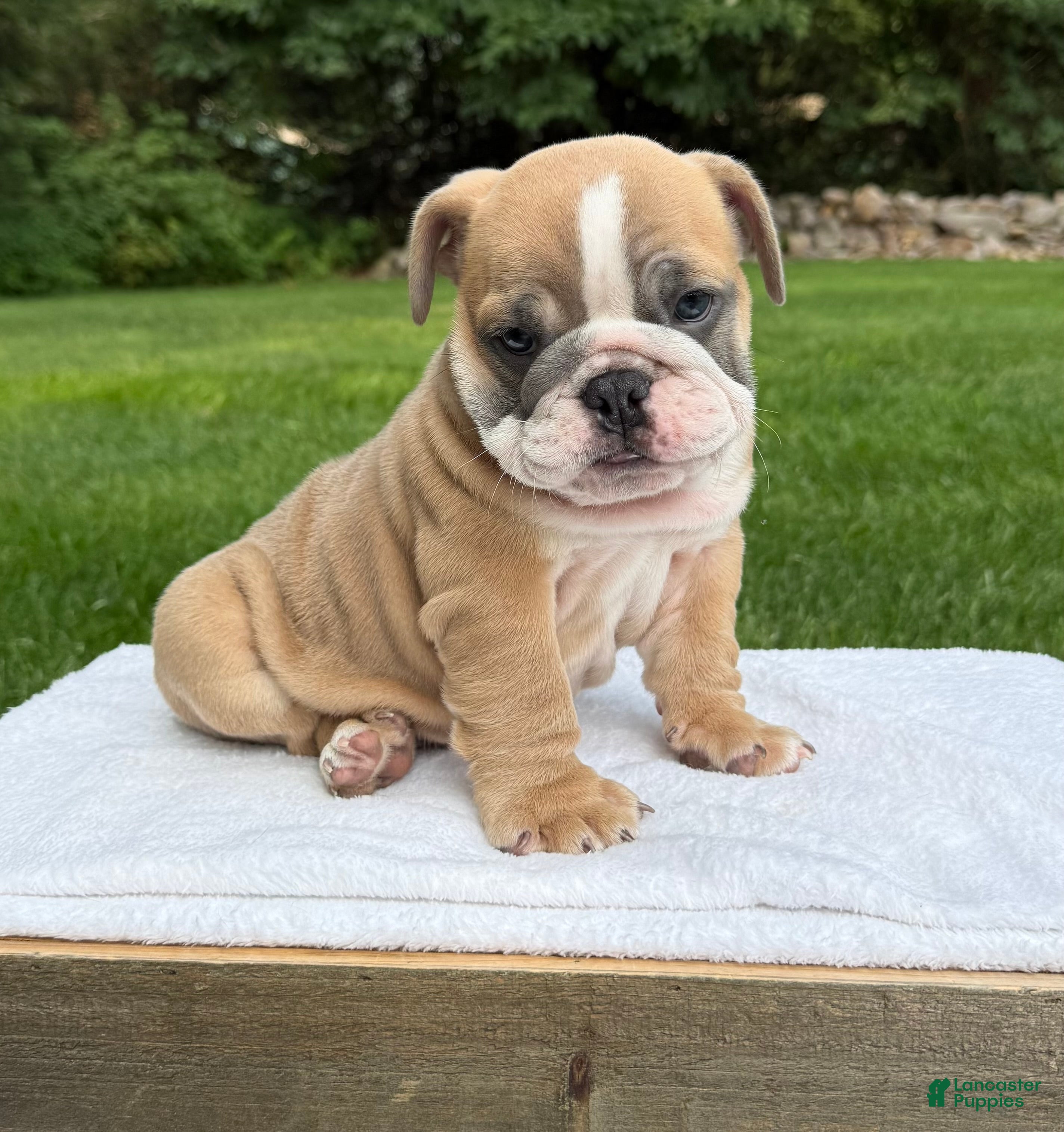 English Bulldog dogs Baxter  - Ad 1