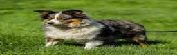 Miniature Australian Shepherd dogs for sale: Harmony - Ad 9