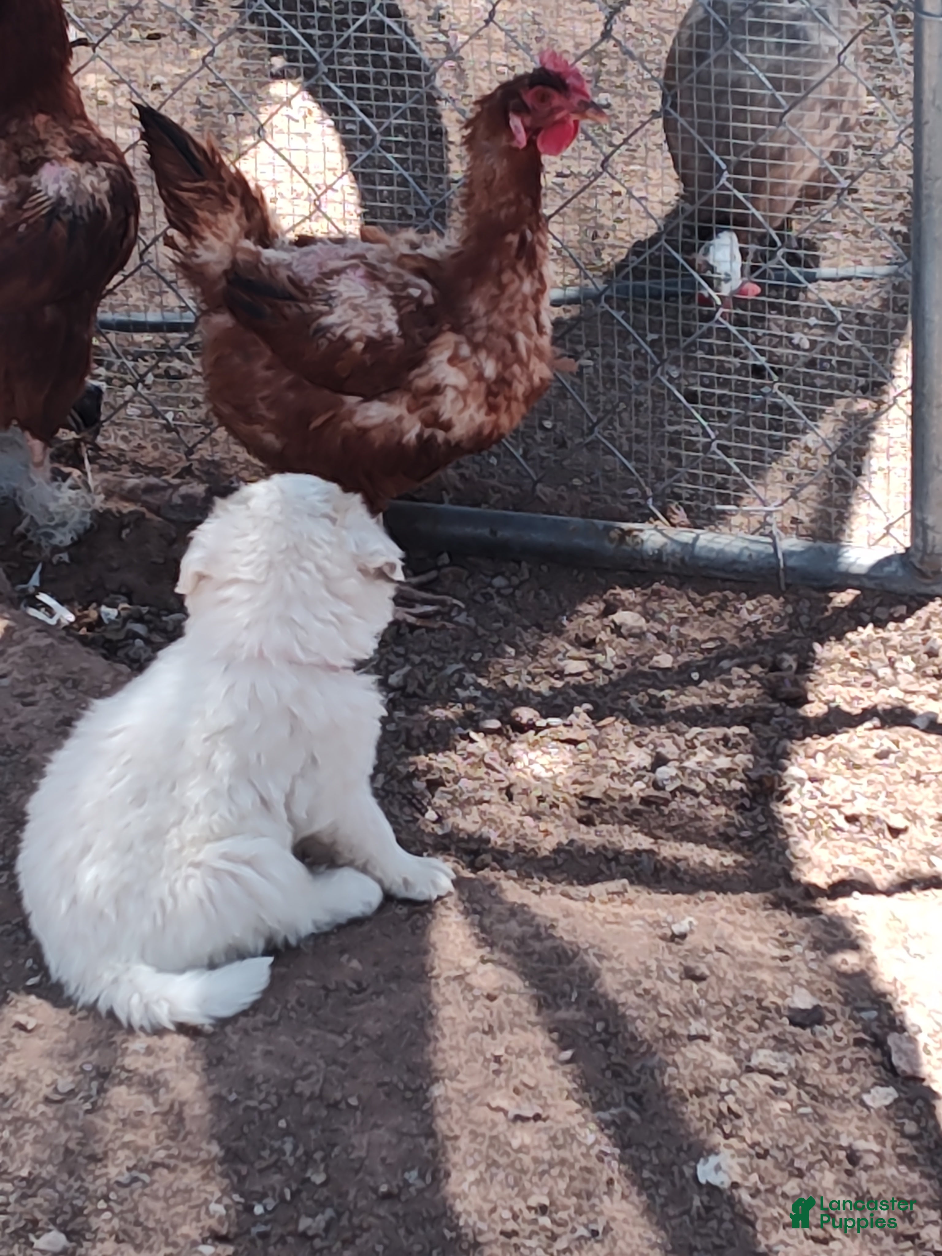 Mixed Breed dogs Working Anatolian Pyrenees Great Pyrenees Puppy 1 - Ad 39