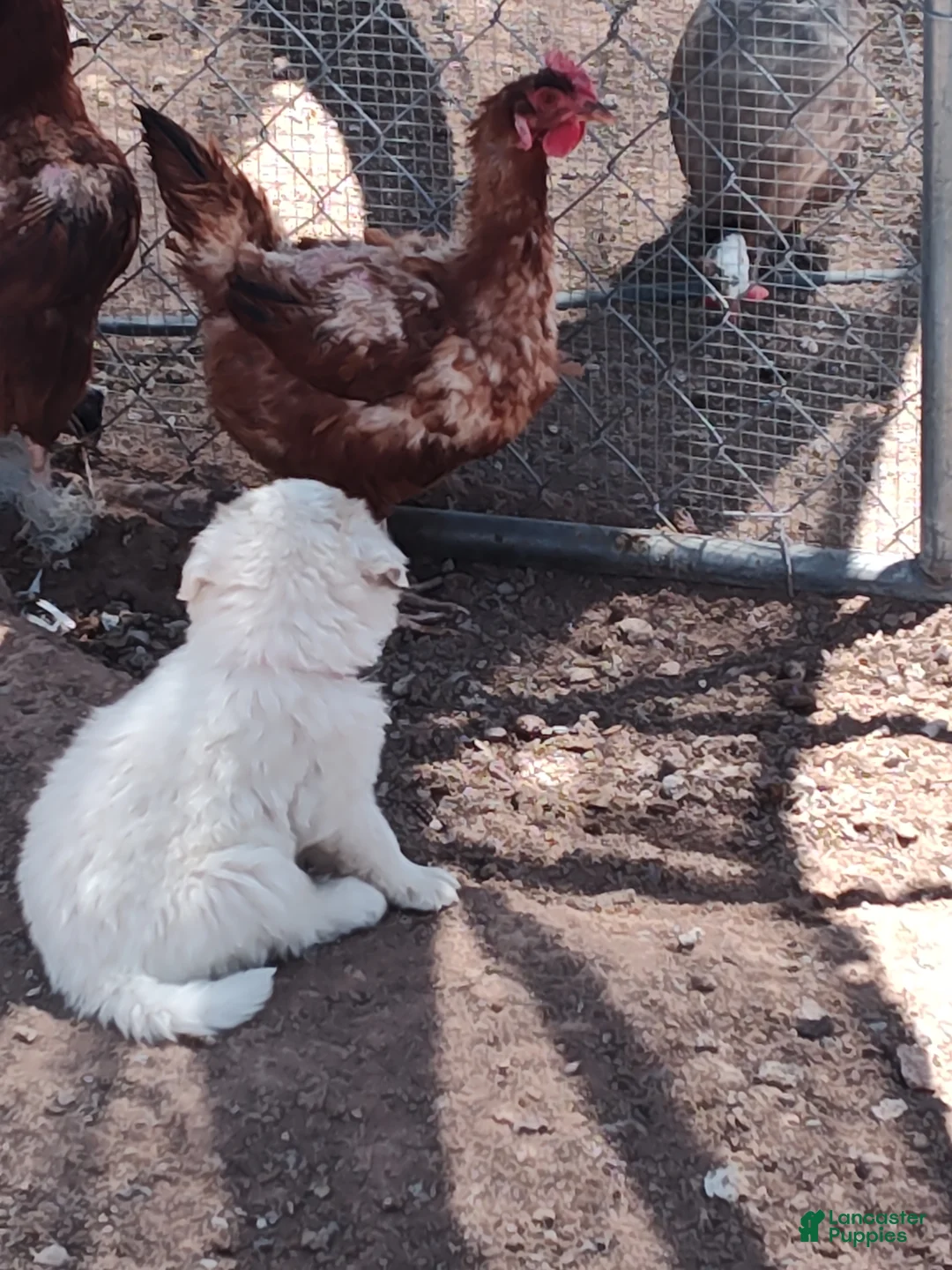 Mixed Breed dogs for sale: Working Anatolian Pyrenees Great Pyrenees Puppy 1 - Ad 1