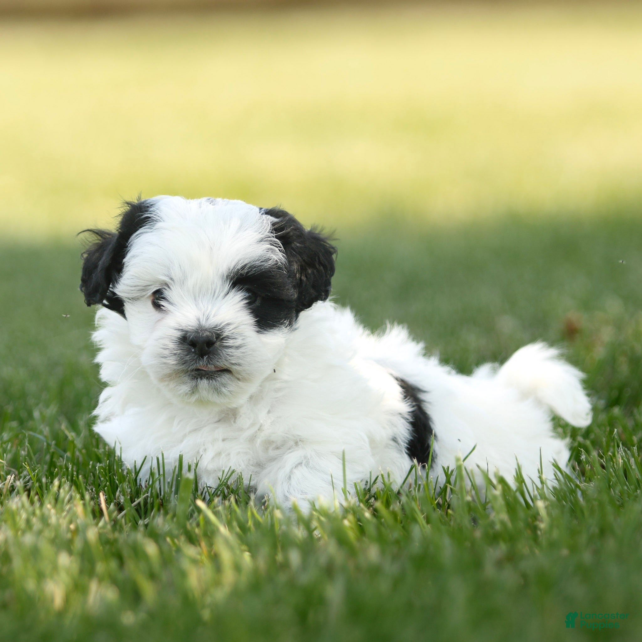 Teddy Bear dogs Oreo Teddy Bear Puppy  - Ad 1