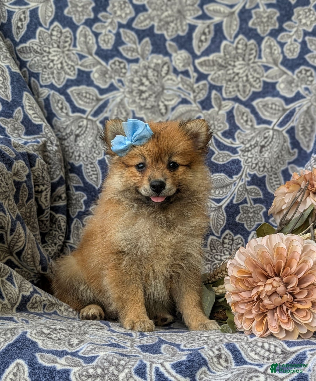 Pomeranian dogs for sale: MacDuff Genetic Testing 9 lbs Full Grown - Ad 11