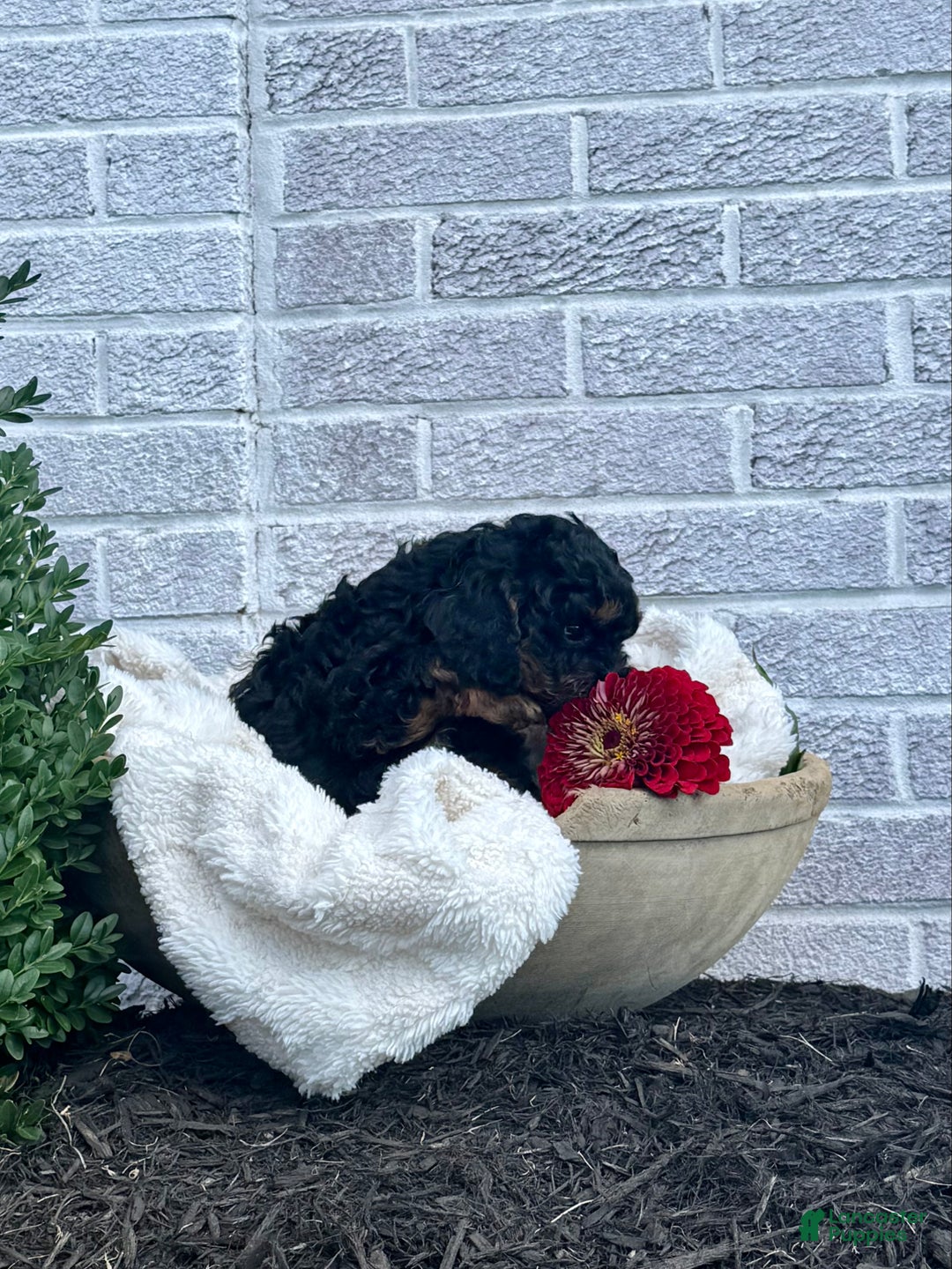 Cavapoo dogs for sale: Maverick - Ad 10