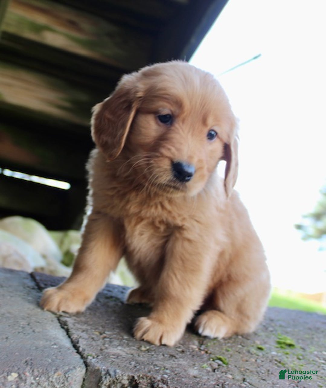 Golden Retriever dogs for sale: Patti - Ad 9