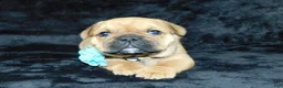 Mixed Breed dogs for sale: Teddy - Ad 13