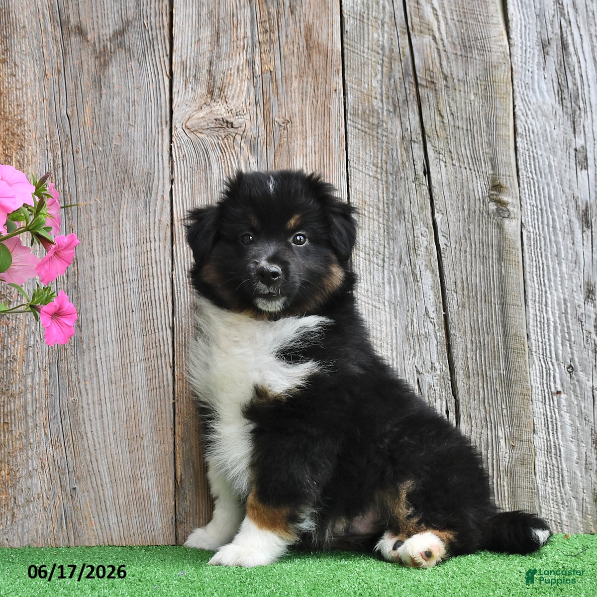 Miniature Australian Shepherd dogs Rocket - Ad 2