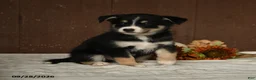 Mixed Breed dogs for sale: Berry - Ad 5