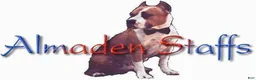 American Staffordshire Terrier dogs for sale: American Staffordshire Terrier 2 - Ad 22