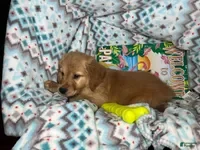 Golden Retriever dogs Gylly the Gentle Gal - Ad 9
