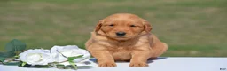Golden Retriever dogs for sale: Selena - Ad 2