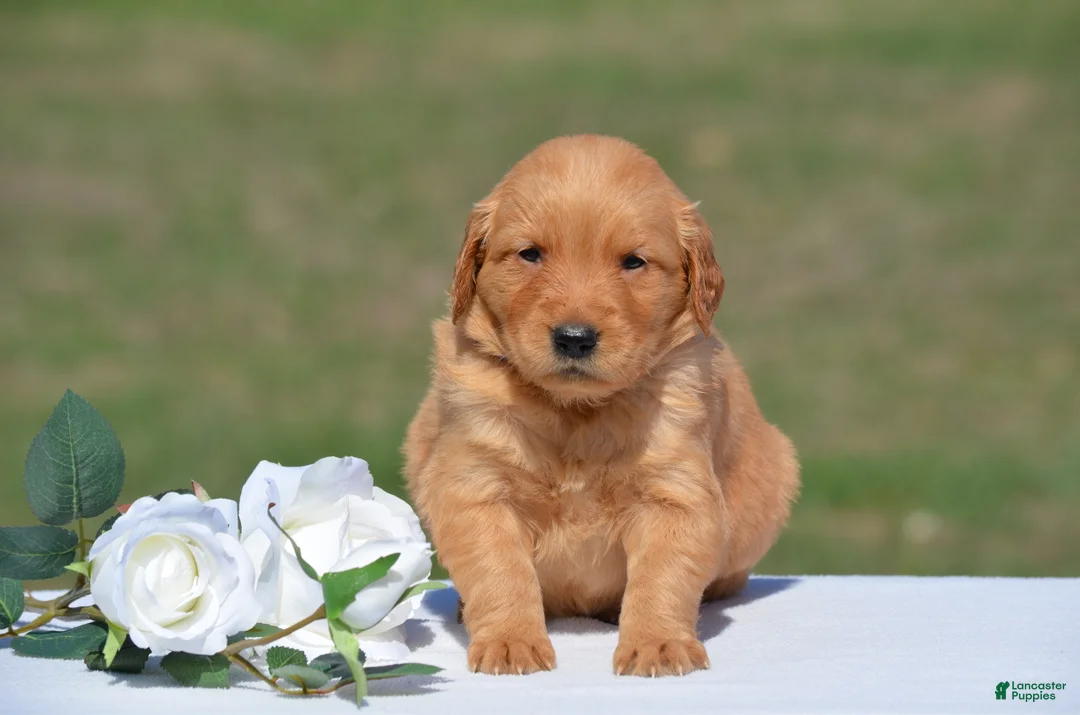 Golden Retriever dogs for sale: Selena - Ad 2