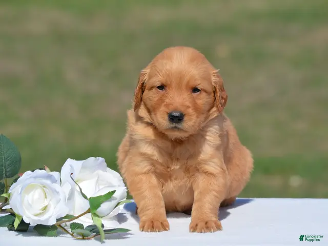 Golden Retriever dogs for sale: Selena - Ad 2