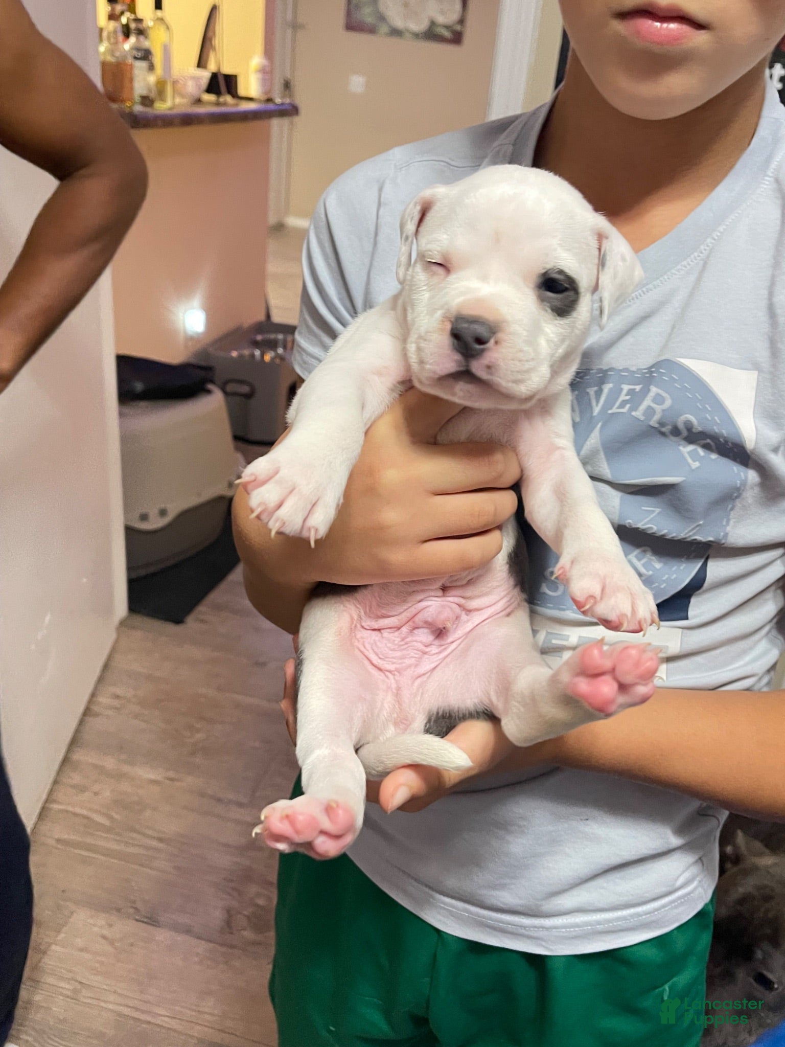 American Pit Bull Terrier dogs American Pit Bull Terrier 3 - Ad 16