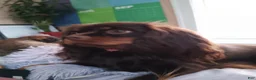Cavalier King Charles Spaniel dogs for sale: CHARLIE BUCKET II - Ad 4