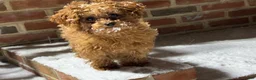 Toy Poodle dogs for sale: Toy Poodle Puppy 1 - Ad 3