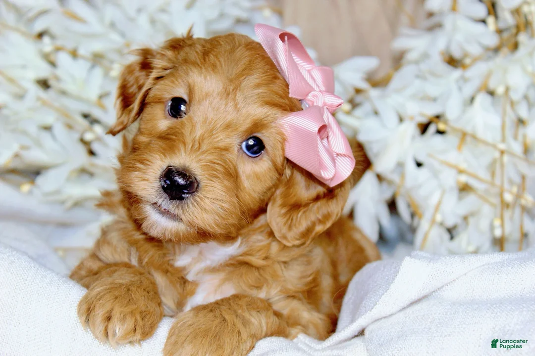 Mini Goldendoodle dogs for sale: Stella-OFA & Genetic Tested Parents-Health Warranty - Ad 9